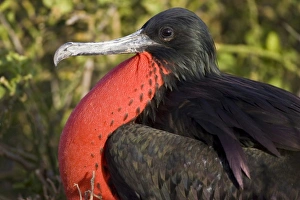 Ecuador. A male Magnificent Frigatebird inflates his gular pouch to attract females Ecuador. A male Magnificent Frigatebird inflates his gular pouch to attract females