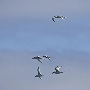 Ecuador. Red-billed Tropicbirds in flight at Espaniola Island in the Galapagos Ecuador. Red-billed Tropicbirds in flight at Espaniola Island in the Galapagos
