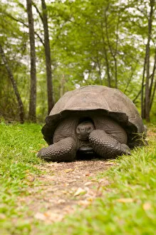 Images Dated 27th October 2004: Ecuador, Santa Cruz Island, Galapagos Islands National Park, Giant Tortoise (Geochelone