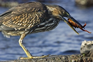Ecuador. A Striated Heron eating a Sally Lightfoot Crab in the Galapagos Islands Ecuador. A Striated Heron eating a Sally Lightfoot Crab in the Galapagos Islands