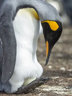 Egg being incubated by adult King Penguin while balancing on feet, Falkland Islands Egg being incubated by adult King Penguin while balancing on feet, Falkland Islands