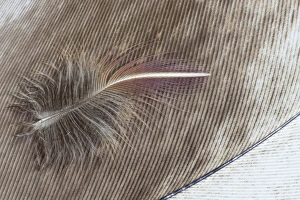Egyptian Goose Feather and Breast feather of Lilac Breasted Roller Egyptian Goose Feather and Breast feather of Lilac Breasted Roller