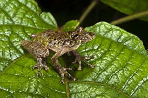 Eirunepes Snouted Frog (Scinax garbei) Yasuni National Park, Amazon Rainforest Eirunepes Snouted Frog (Scinax garbei) Yasuni National Park, Amazon Rainforest