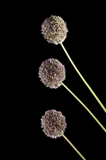 Elephant garlic, Allium ampeloprasum, northern California Elephant garlic, Allium ampeloprasum, northern California