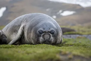 Elephant seal. Fortuna Bay, South Georgia Islands Elephant seal. Fortuna Bay, South Georgia Islands