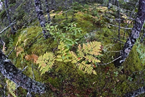 Elevated fisheye view downward in Spruce Fir and Pitch Pine forest, Wonderland Trail Elevated fisheye view downward in Spruce Fir and Pitch Pine forest, Wonderland Trail