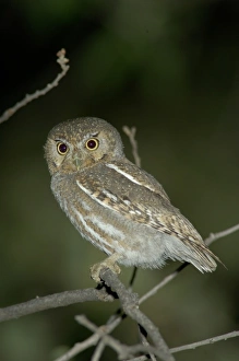 Elf Owl Adult in nest hole in telephone post, Madera Canyon, Arizona, USA Elf Owl Adult in nest hole in telephone post, Madera Canyon, Arizona, USA