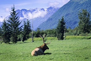 Elk bull laying down in a pristine grass meadow with glacial mountains, Alaska Wildlife Elk bull laying down in a pristine grass meadow with glacial mountains, Alaska Wildlife