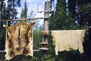 Elk and moose hides stretched and hang over wooden racks for easy scraping and tanning Elk and moose hides stretched and hang over wooden racks for easy scraping and tanning