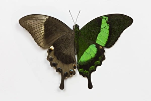 Emerald Swallowtail Butterfly Comparing the top and bottom wing, Papilio palinurus Emerald Swallowtail Butterfly Comparing the top and bottom wing, Papilio palinurus