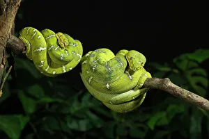Emerald Tree Boa Prints: Emerald tree boa coiled, captive, native to South America