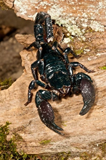 Emperor Scorpion, Pandinus imperator, Native to Africa Emperor Scorpion, Pandinus imperator, Native to Africa