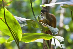 Endangered Black-crowned Central American Squirrel Monkey (Saimiri oerstedii oerstedii) Endangered Black-crowned Central American Squirrel Monkey (Saimiri oerstedii oerstedii)