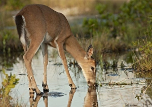 Endangered key deer buck drinking water from mangrove marsh, Odocoileus virginaus clavium Endangered key deer buck drinking water from mangrove marsh, Odocoileus virginaus clavium