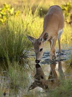Prints of Key Deer buck Odocoileus virginianus clavium) drinking form pond, National Key Deer Refuge, Big Pine Key, Florida Images Dated 2009 June: Key Deer Refuge Print: Endangered Key Deer Buck Reflection