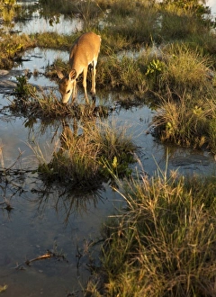 Endangered key deer, Odocoileus virginaus clavium, National Key Deer Refuge, Big Pine Island Endangered key deer, Odocoileus virginaus clavium, National Key Deer Refuge, Big Pine Island