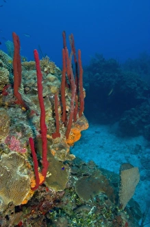 Erect Rope Sponge (Amphimedon compressa) & Encrusting sponge (Diplastrella sp.) Hol Erect Rope Sponge (Amphimedon compressa) & Encrusting sponge (Diplastrella sp.) Hol