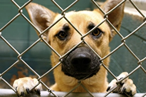 Espanola, New Mexico, United States. Rescue dog at animal shelter. PR - shelter Espanola, New Mexico, United States. Rescue dog at animal shelter. PR - shelter