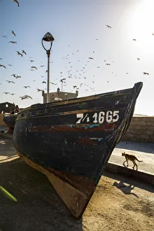 Essaouira, Morocco, Seagulls swam over a boat and a cat Essaouira, Morocco, Seagulls swam over a boat and a cat