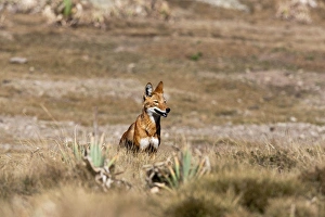 Ethiopian Wolf (Canis simensis), Bale Mountains National Park, Ethiopia Ethiopian Wolf (Canis simensis), Bale Mountains National Park, Ethiopia