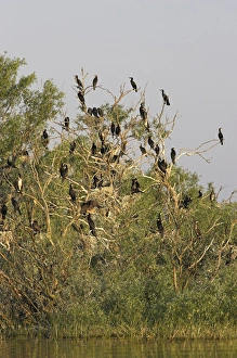 Eurasian Cormorant (phalacrocorax carbo) in the Danube Delta, colony Eurasian Cormorant (phalacrocorax carbo) in the Danube Delta, colony