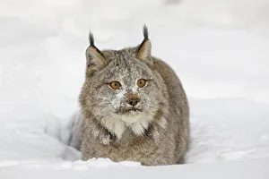 Eurasian lynx in winter, controlled situation, Lynx lynx Eurasian lynx in winter, controlled situation, Lynx lynx