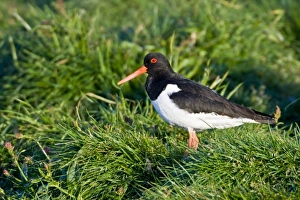 Eurasian Oystercatcher near Snaefellsness, Iceland Eurasian Oystercatcher near Snaefellsness, Iceland
