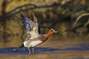 Eurasian wigeon flying Eurasian wigeon flying