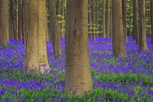Europe, Belgium. Hallerbos Forest with trees and bluebells Europe, Belgium. Hallerbos Forest with trees and bluebells