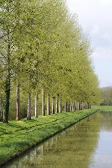Europe, France, Burgundy, Nievre. Spring trees on the bank of the Nivernais Canal Europe, France, Burgundy, Nievre. Spring trees on the bank of the Nivernais Canal