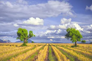 Europe, France, Provence, Valensole Plateau. Young lavender and wheat crops surround trees Europe, France, Provence, Valensole Plateau. Young lavender and wheat crops surround trees