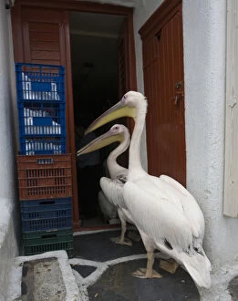 Images Dated 1st June 2005: Europe, Greece, Mykonos, Hora. Two pelicans going in back door of restaurant. Credit as