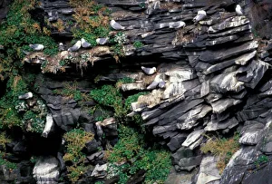 Europe, Iceland, Black-legged Kittiwake (Rissa tridactyla) Europe, Iceland, Black-legged Kittiwake (Rissa tridactyla)