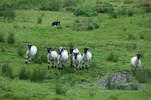 Europe, Ireland, Kerry County, Ring of Kerry. Typical sheep ranch, working sheep dog Europe, Ireland, Kerry County, Ring of Kerry. Typical sheep ranch, working sheep dog