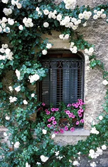 Europe, Italy, Asolo. Flowers growing around window Europe, Italy, Asolo. Flowers growing around window