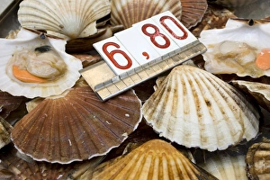 Europe, Italy, Venice. Fresh scallops for sale in the market. Credit as: Wendy Kaveney Europe, Italy, Venice. Fresh scallops for sale in the market. Credit as: Wendy Kaveney
