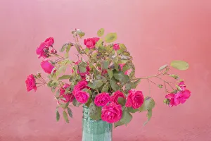 Europe, Italy, Vernazza. Roses in vase. Credit as: Jim Nilsen / Jaynes Gallery / DanitaDelimont Europe, Italy, Vernazza. Roses in vase. Credit as: Jim Nilsen / Jaynes Gallery / DanitaDelimont