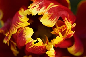 Europe, Netherlands, Lisse. Parrot tulip close-up Europe, Netherlands, Lisse. Parrot tulip close-up