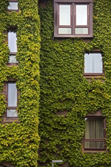 Europe, Norway, Bergen. Bryggen building with ivy, a UNESCO World Heritage Site Europe, Norway, Bergen. Bryggen building with ivy, a UNESCO World Heritage Site