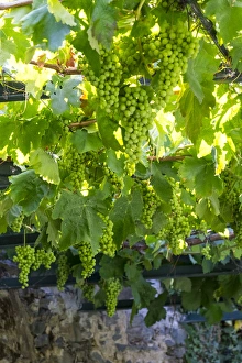 Europe, Portugal, Douro Valley, grapes at a vineyard Europe, Portugal, Douro Valley, grapes at a vineyard
