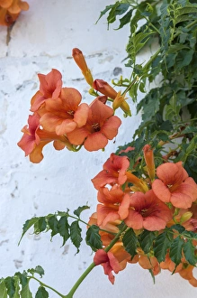 Europe, Portugal, Obidos, orange trumpet creeper Europe, Portugal, Obidos, orange trumpet creeper