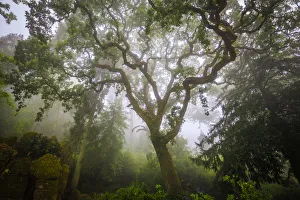 Europe, Portugal, Sintra. Forest in fog. Credit as: Jim Nilsen / Jaynes Gallery / DanitaDelimont Europe, Portugal, Sintra. Forest in fog. Credit as: Jim Nilsen / Jaynes Gallery / DanitaDelimont