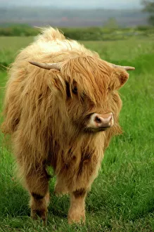 Highland Cow Prints: Europe Print - Scotland Highland Cow at Gretna Green