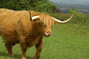 Highland Cow Prints: Europe Print - Highland Cow in Scotland's Gretna Green Landscape