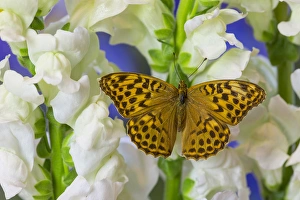 European Silver-washed fritillary Butterfly, Argynnis paphia butleri on Snapdragon Flower European Silver-washed fritillary Butterfly, Argynnis paphia butleri on Snapdragon Flower