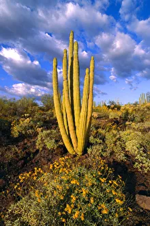 Evening light on brittlebush (Encelia californica) and Organ Pipe Cactus, Organ Pipe Evening light on brittlebush (Encelia californica) and Organ Pipe Cactus, Organ Pipe