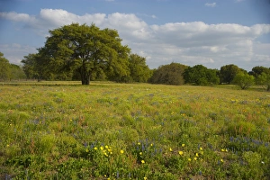 Evening light on Oak and field of wildflowers near Devine, Texas Evening light on Oak and field of wildflowers near Devine, Texas