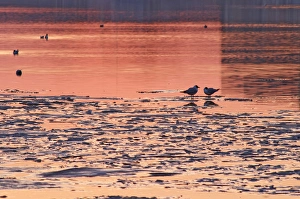 Evening view at sunset over an ice covered Riddarfjarden water towards the west with Evening view at sunset over an ice covered Riddarfjarden water towards the west with