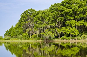 Everglades National Park Images Prints: Everglades Florida