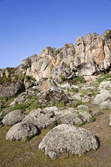 Everlasting Flowers, Helichrysum, at a Escarpment at 3800m altitude in the Denka valley, Bale Everlasting Flowers, Helichrysum, at a Escarpment at 3800m altitude in the Denka valley, Bale